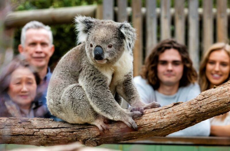 From Melbourne: Phillip Island Penguin Parade Eco Tour - FAQ