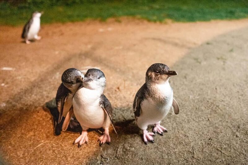 From Melbourne: Phillip Island Penguin Parade Express Tour - Key Points