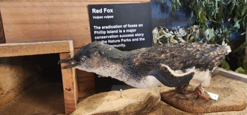 From Melbourne: Phillip Island Penguin Parade Private Tour - From Melbourne: Phillip Island Penguin Parade Private Tour