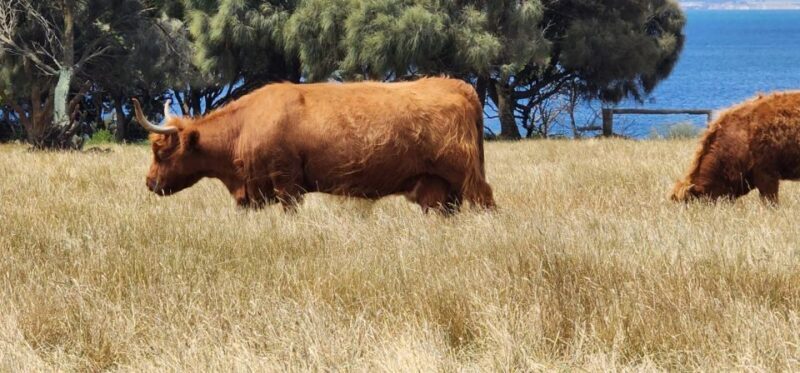 From Melbourne: Phillip Island Penguin Parade Private Tour - Key Points