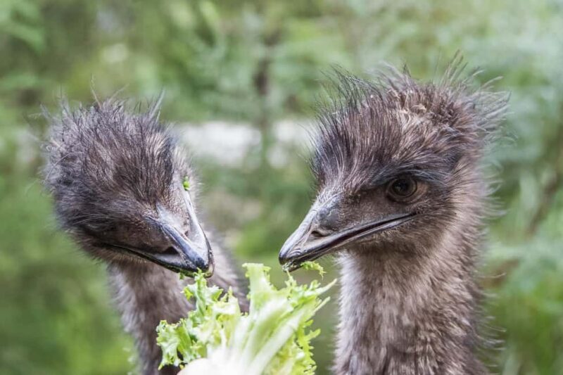 From Melbourne: Puffing Billy Steam Train & Wildlife Tour - Who Will Love This Tour?