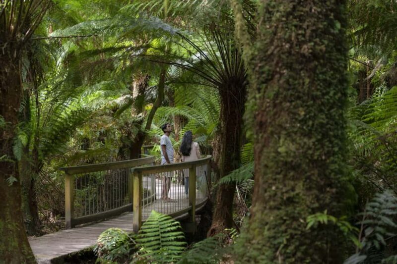 From Melbourne: Reverse Great Ocean Road Day Trip with Lunch - Who Should Book This Tour?