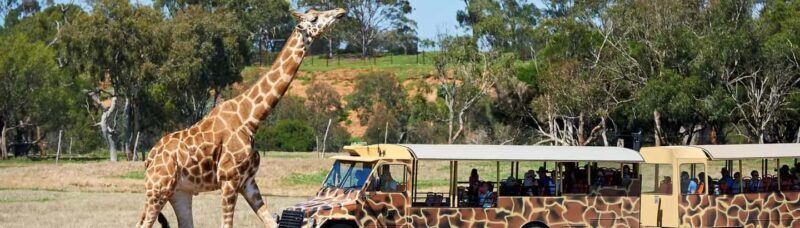 From Melbourne: Werribee Open Range Zoo & Werribee Mansion - Transition to the Zoo: Wildlife and Adventure