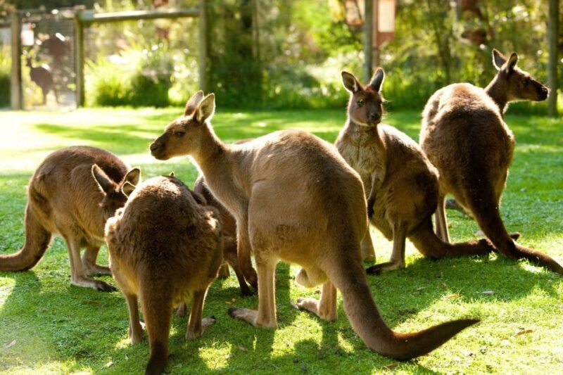 From Melbourne: Yarra Valley Wildlife & Wine Day Tour - Why this tour offers excellent value
