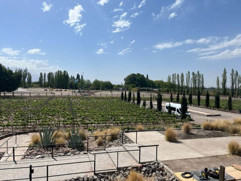 From Mendoza: 3 Wineries, Olive Oil Factory Tour & Tasting - A Detailed Look at the Mendoza Wineries and Olive Oil Experience