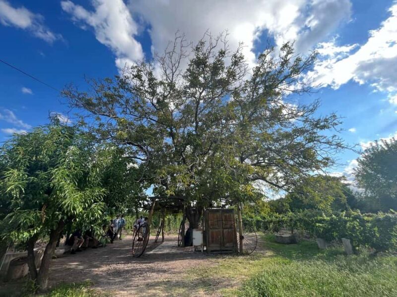 From Mendoza: 3 Wineries, Olive Oil Factory Tour & Tasting - Who Will Love This Tour?