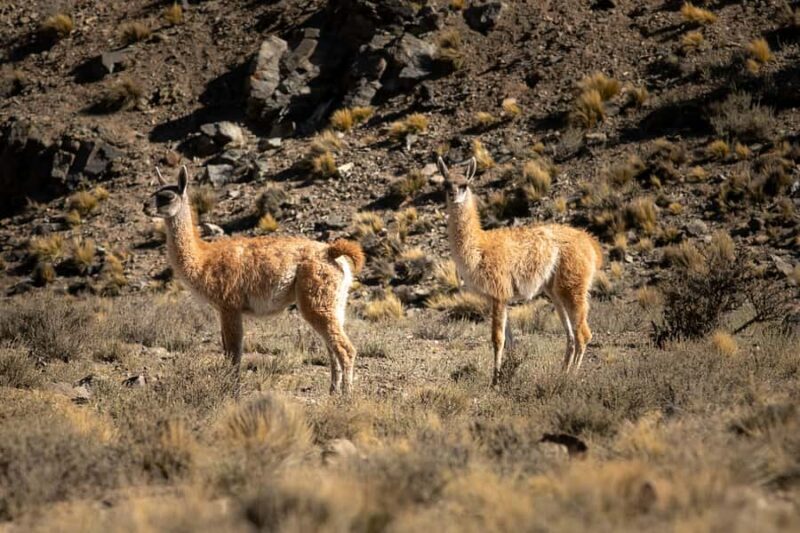 From Mendoza: Villavicencio, Uspallata Private Tour With BBQ - Key Points