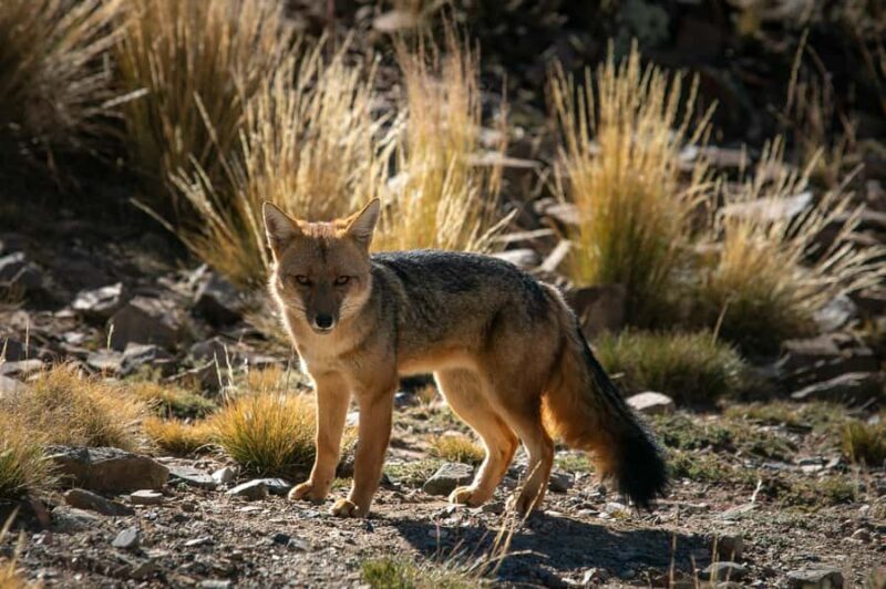 From Mendoza: Villavicencio, Uspallata Private Tour With BBQ - FAQ