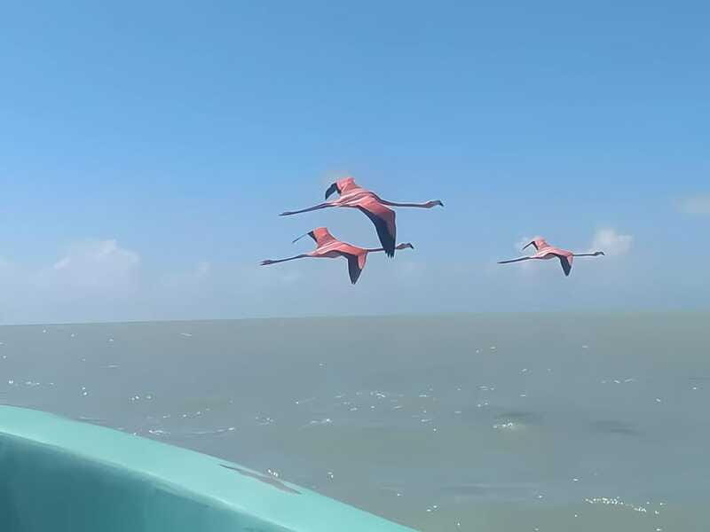 From Merida: Celestun, flamingos and beach - Final Thoughts: Who Will Love This Tour?