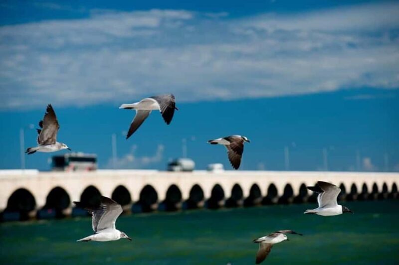 From Mérida: Dzibichaltún, El Corchito, and Progreso Trip - Frequently Asked Questions