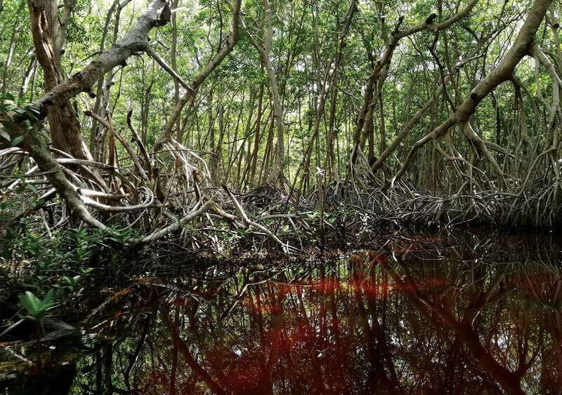 From Mérida: Ria Celestun Biosphere Reserve Tour - Frequently Asked Questions (FAQs)