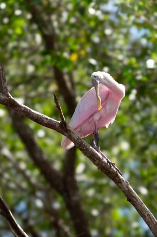 From Merida to Celestún: Biosphere, Flamingos & Beach Escape - The Freshwater Spring: A Refreshing Break