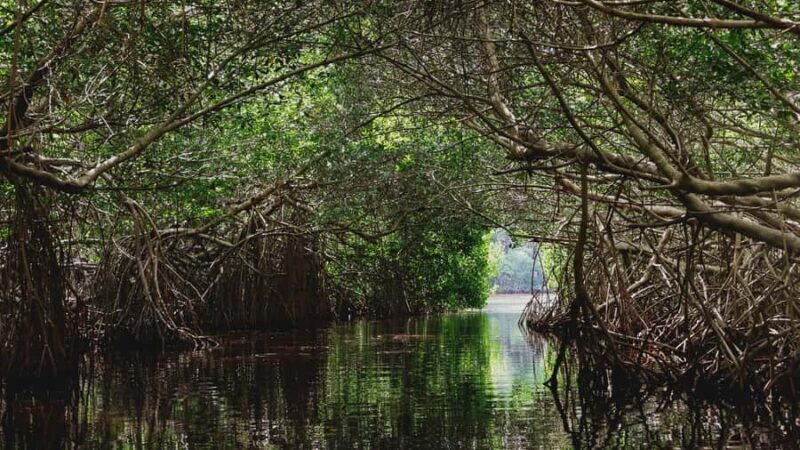 From Merida to Celestún: Biosphere, Flamingos & Beach Escape - Food and Extra Expenses: What’s Included and What’s Not