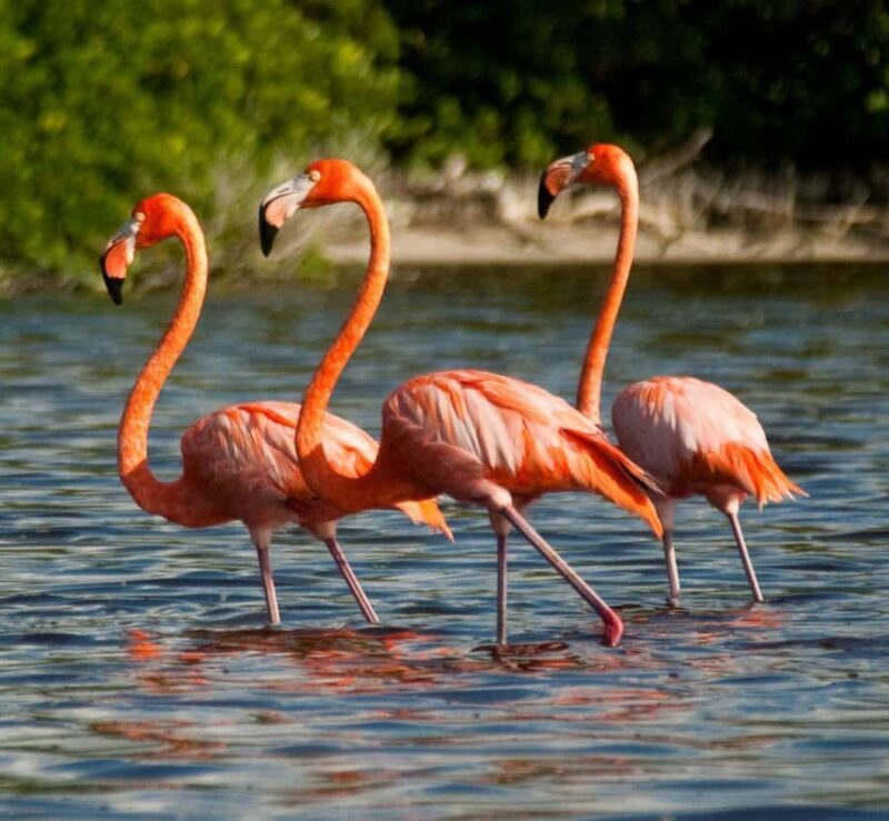 From Merida to Celestún: Biosphere, Flamingos & Beach Escape - Who Should Consider This Tour?