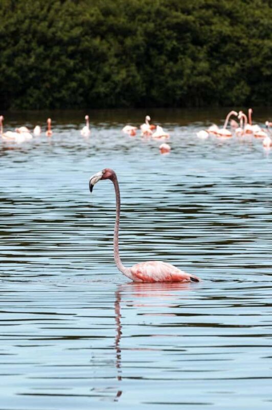 From Merida to Celestún: Biosphere, Flamingos & Beach Escape - Final Thoughts