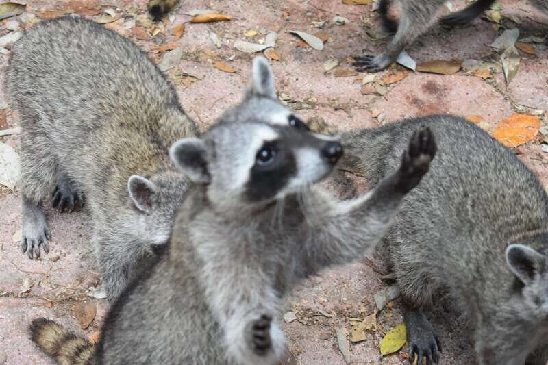 From Merida: Transfer to Celestun and Sisal - Key Points