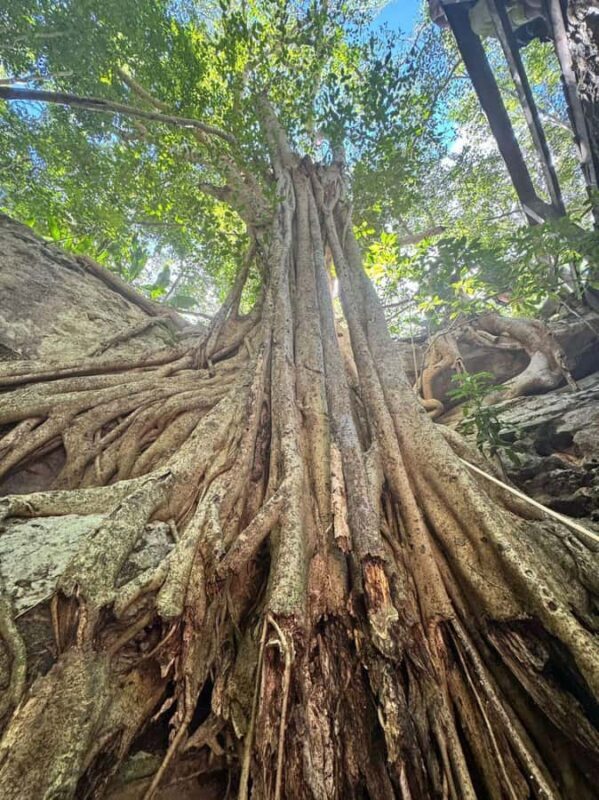 From Mérida:Explore 4 Rural Cenotes with a Traditional lunch - Transportation, Timing, and Practicalities
