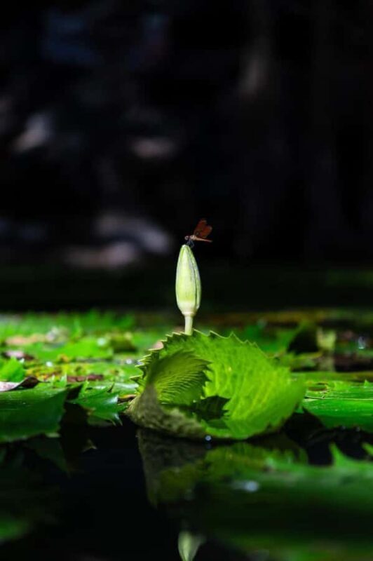 From Mérida:Explore 4 Rural Cenotes with a Traditional lunch - Final Thoughts