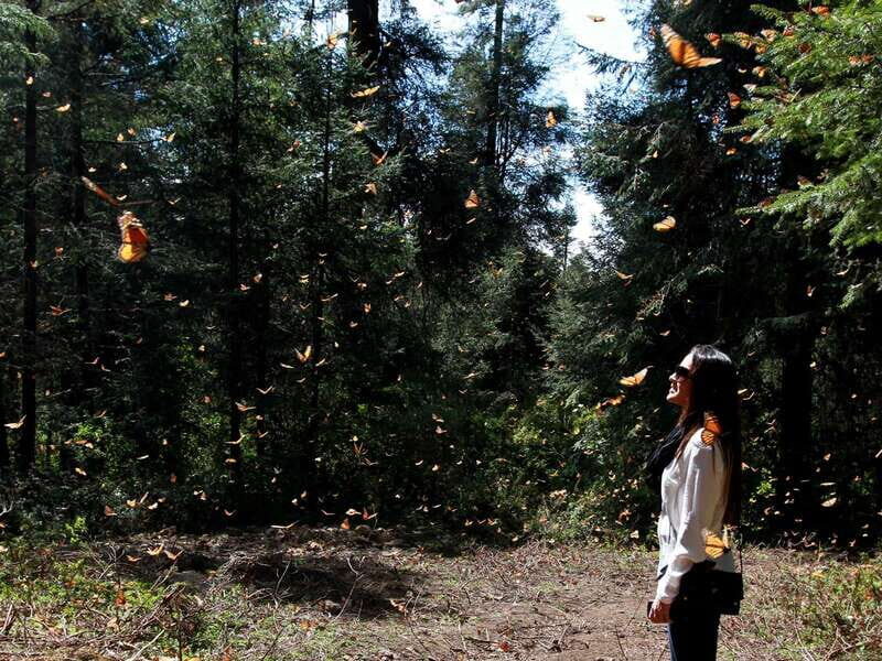 From Mexico City: 7-Day Monarch Butterfly Tour - How the Tour Is Organized and Its Value