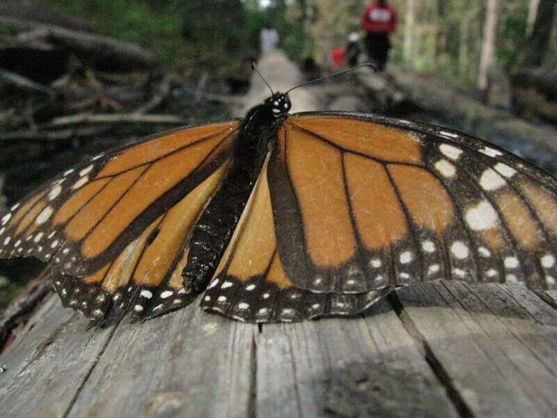 From Mexico City: 7-Day Monarch Butterfly Tour - Who Will Love This Tour?