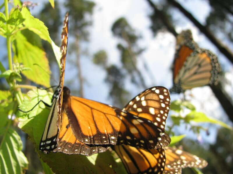 From Mexico City: 7-Day Monarch Butterfly Tour - Frequently Asked Questions