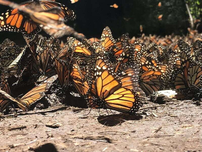 From Mexico City: 7-Day Monarch Butterfly Tour - Final Thoughts