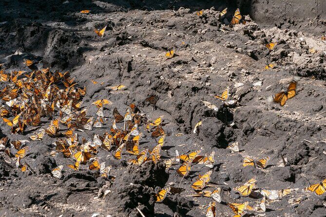 From Mexico City: Valle de Bravo & Butterfly Sanctuary - Key Points