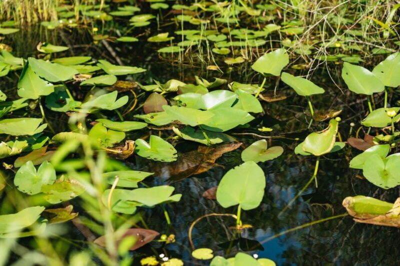 From Miami: Everglades Airboat Ride and Nature Walk - The Sum Up