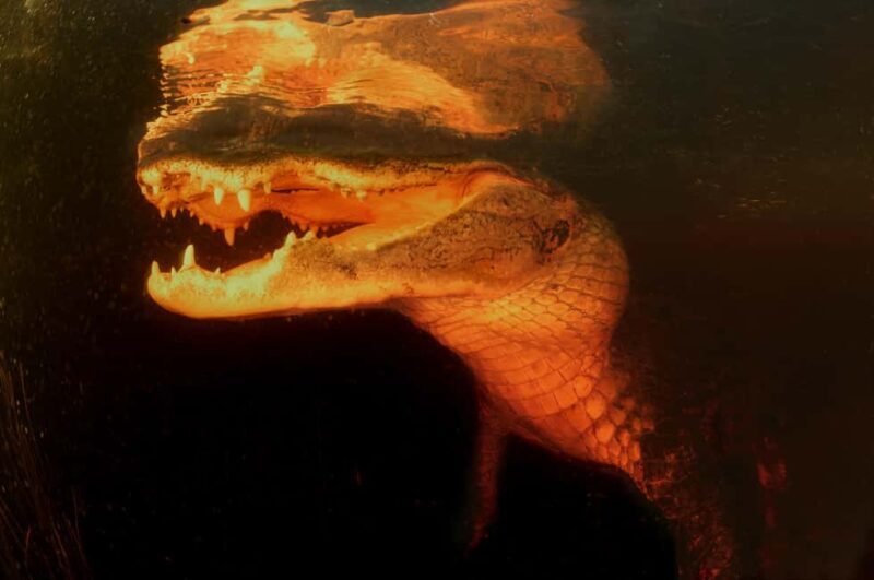 From Miami: Everglades at Night with Guided Airboat Tour - The Value of the Tour