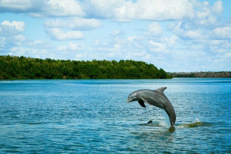 From Miami: Everglades Tour w/ Wet Walk, Boat Trips, & Lunch - Exploring the Ultimate Everglades Day Trip