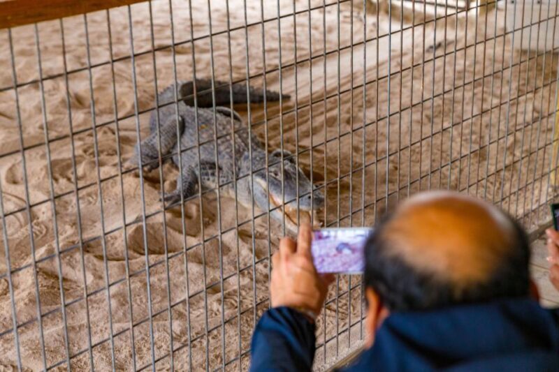 From Miami: Everglades Wildlife Show, Airboat & Bus Transfer - FAQ