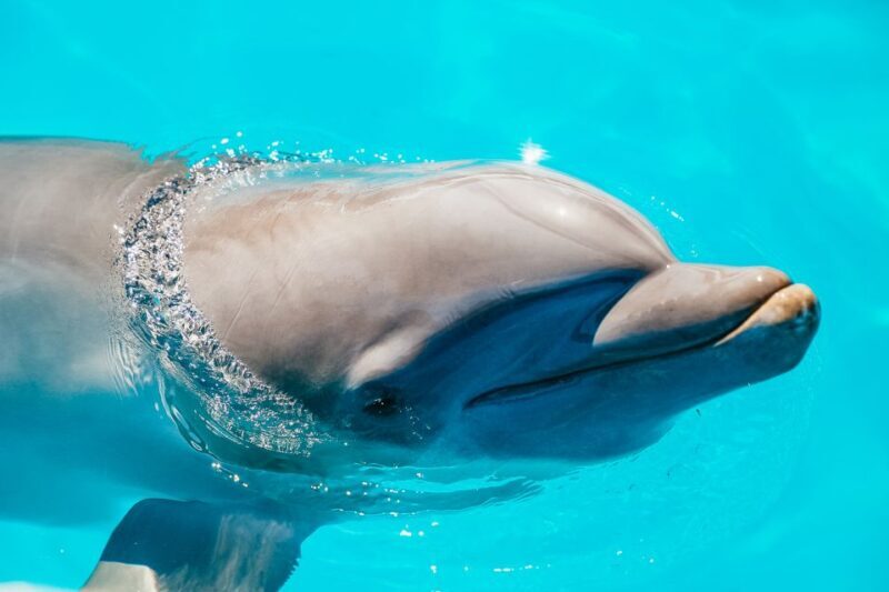 From Miami: Key West Day Trip - Authentic Experiences and Honest Opinions