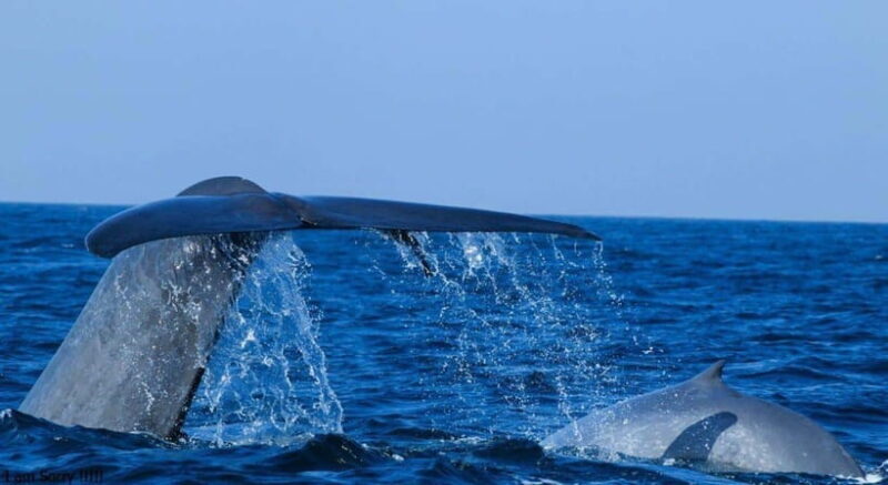 From Mirissa: All Inclusive Whales & Dolphin Watching Tour - From Mirissa: All-Inclusive Whales & Dolphin Watching Tour — A Detailed Review