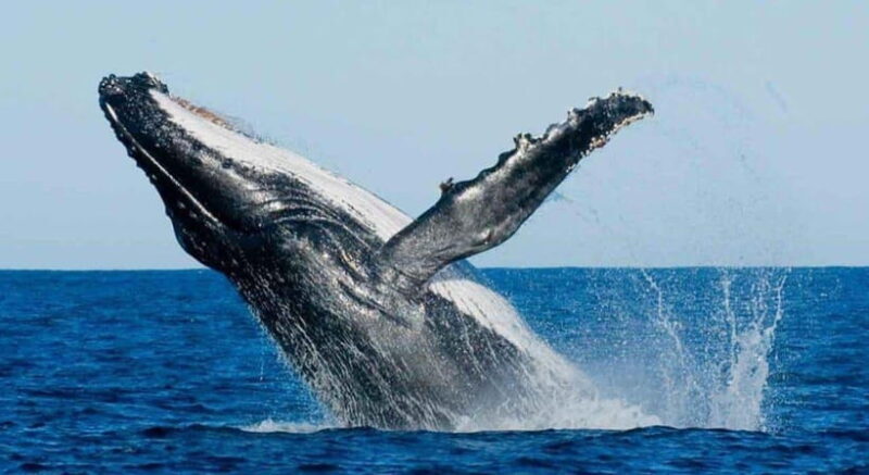 From Mirissa: All Inclusive Whales & Dolphin Watching Tour - How Well Does It Deliver?
