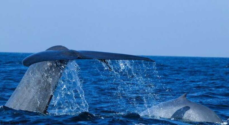 From Mirissa: All Inclusive Whales & Dolphin Watching Tour - The Sum Up