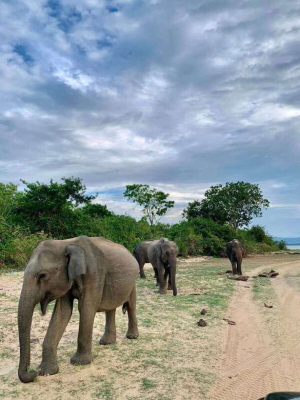 From Mirissa/Galle/Hikkaduwa: Udawalawa National Park Safari - Why This Tour Stands Out