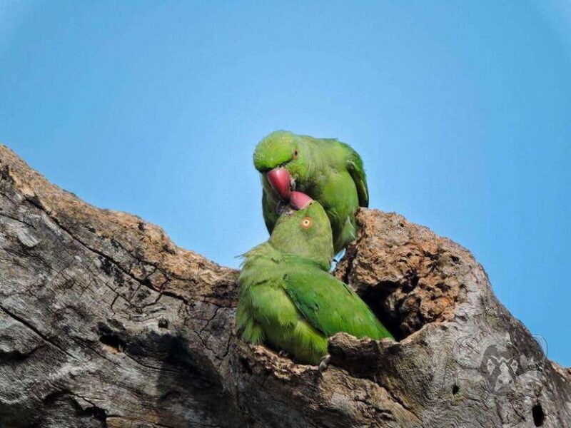 From Mirissa/Galle/Hikkaduwa: Udawalawa National Park Safari - FAQs