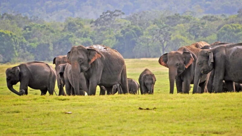 From Mirissa / Galle / Tangalle to Yala Safari & Drop- Ella - An in-depth look at what to expect on this safari adventure
