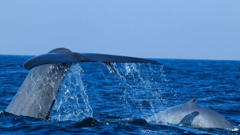 From Mirissa: Private Whale Watching Tour With Sunset - From Mirissa: Private Whale Watching Tour With Sunset