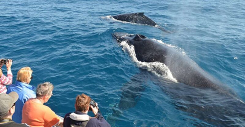 From Mirissa: Private Whale Watching Tour With Sunset - Why This Tour Offers Great Value