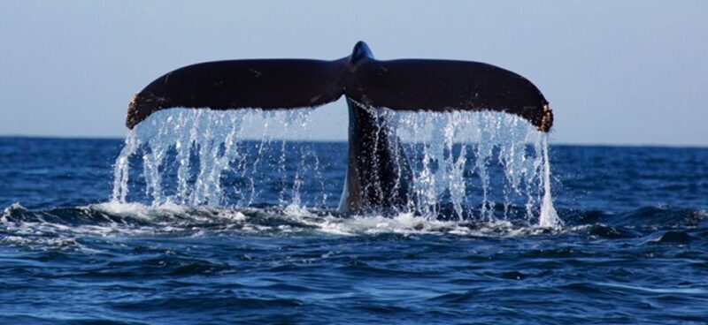 From Mirissa: Private Whale Watching Tour With Sunset - Who Will Love This Experience?