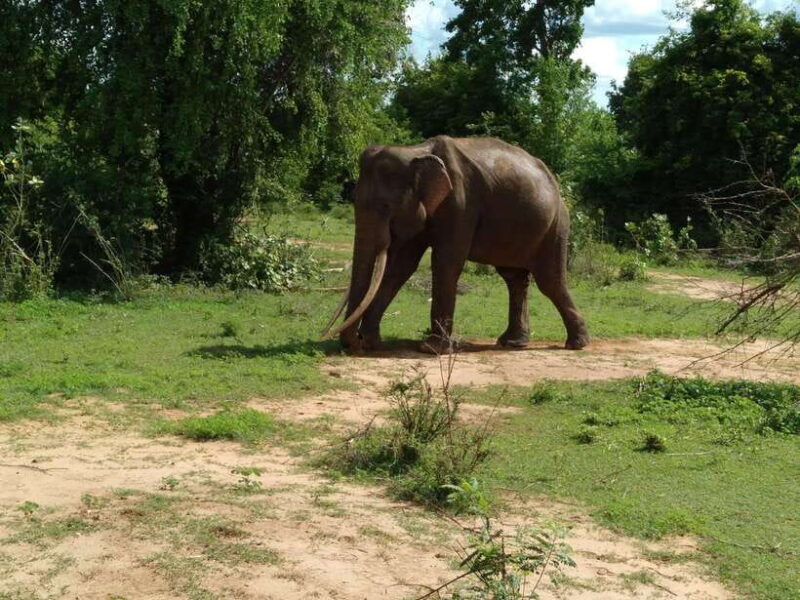 From Mirissa/ Weligama : Udawalawe Safari - Day Trip - A Closer Look at the Tour Experience