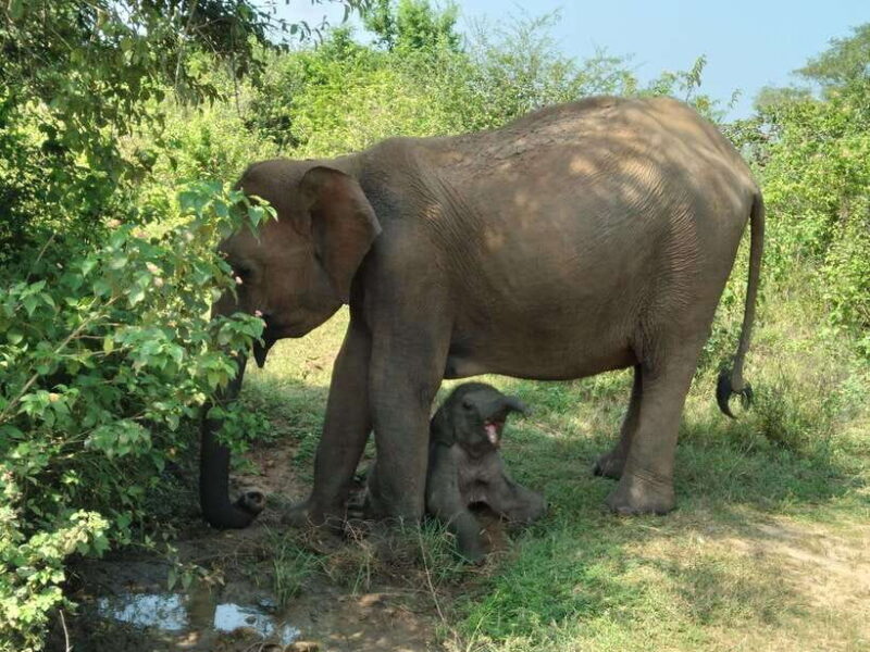 From Mirissa/ Weligama : Udawalawe Safari - Day Trip - Frequently Asked Questions