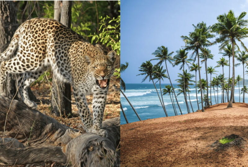 From Mirissa: Yala Day Trip with Free Entrance and Food - Who Will Love This Tour?