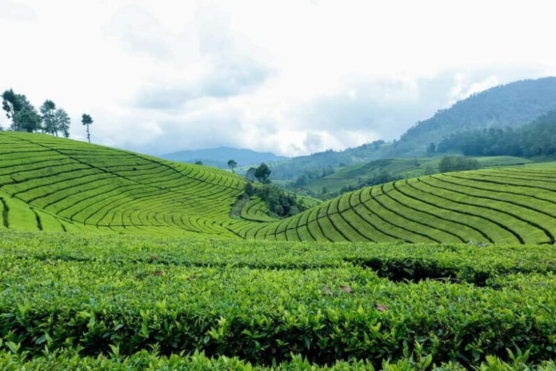 From Moc Chau: 3-Day Tea Farm and Waterfall Tour - Discover Moc Chau: a 3-Day Tea Farm and Waterfall Tour