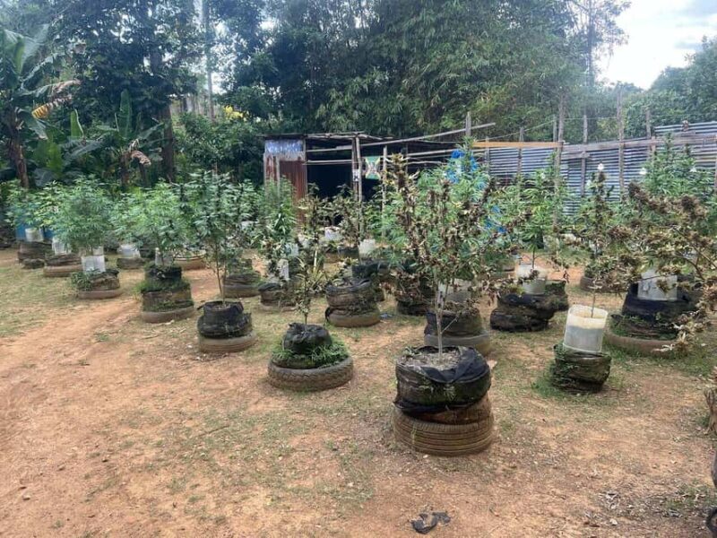 From Montego Bay: 3-Hour ATV Safari Adventure Ride - Key Points