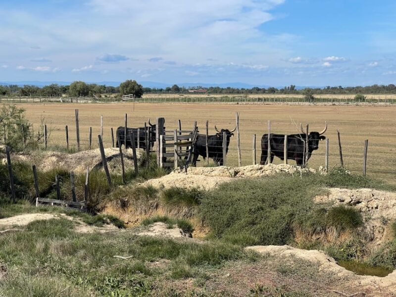 From Montpellier: Camargue and Salt Marshes Guided Tour - A Detailed Look at the Camargue and Salt Marshes Tour