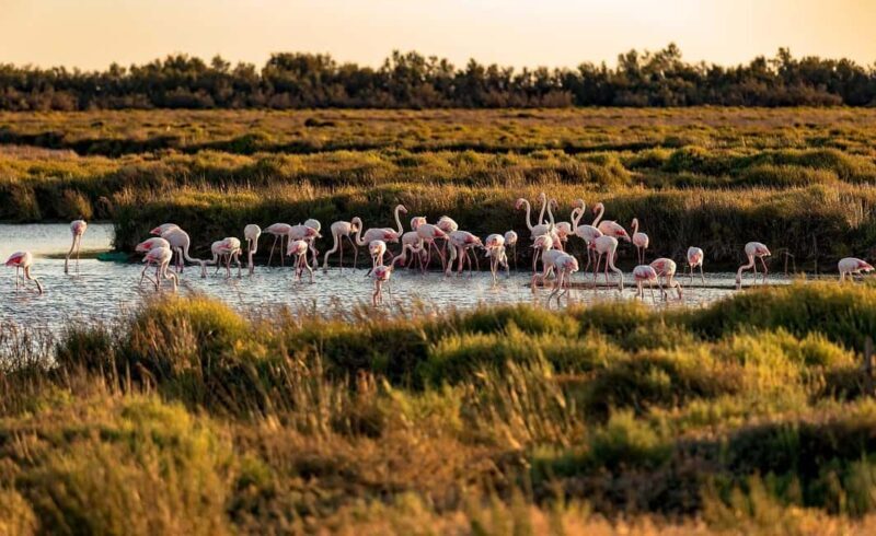 From Montpellier: Visit of Camargue and Aigues-Mortes - Analyzing the Value