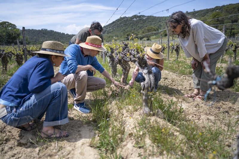 From Montpellier: Wine and Olive Tour - The Sum Up