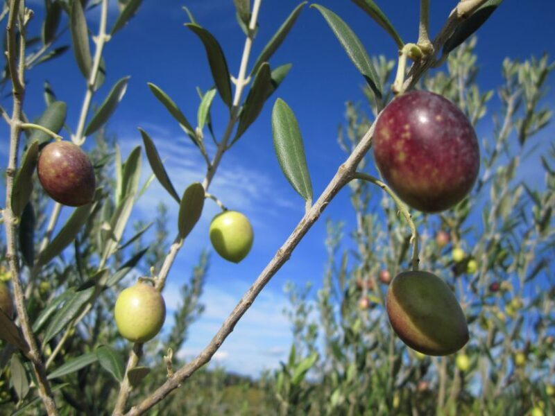 From Montpellier: Wine and Olive Tour - FAQ
